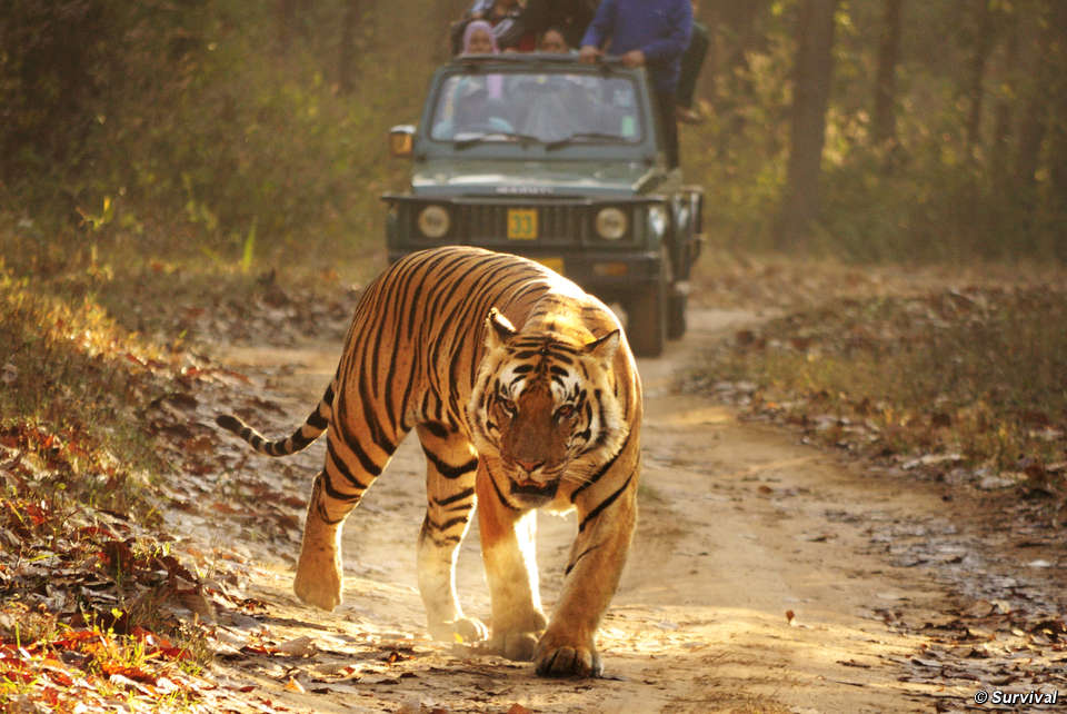 Jim Corbett tempo traveller from Delhi